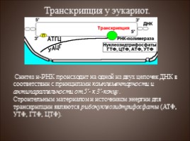 Генетический код - Транскрипция, слайд 20