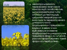 Негативні аспекти використання ГМО (на украинском языке), слайд 8