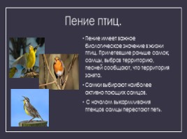 Годовой цикл птиц, слайд 10