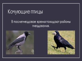 Годовой цикл птиц, слайд 21