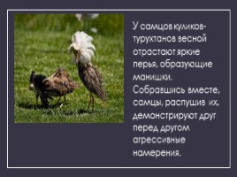Годовой цикл птиц, слайд 7