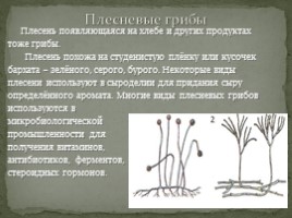 Исследовательская работа «Грибы - растения или животные», слайд 15