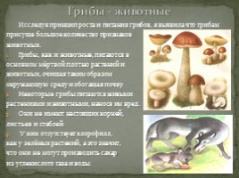 Исследовательская работа «Грибы - растения или животные», слайд 18