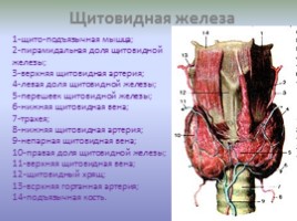 Гуморальная регуляция - Железы внутренней секреции, слайд 10