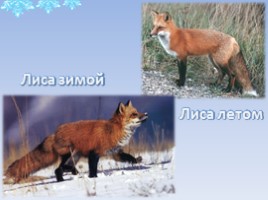 Дикие животные в зимнем лесу, слайд 14