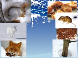Дикие животные в зимнем лесу, слайд 16