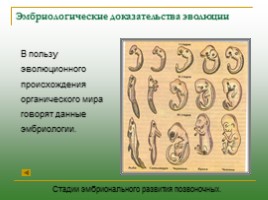 Доказательства эволюции: виды, описание, слайд 15