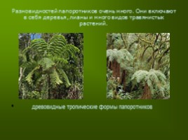 Древние растения «Папоротник», слайд 3
