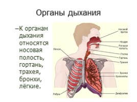 Дыхательная система, слайд 13
