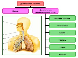 Дыхательная система, слайд 15