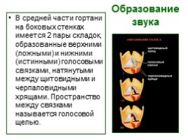 Дыхательная система, слайд 19