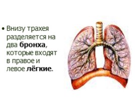 Дыхательная система, слайд 23