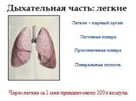 Дыхательная система, слайд 24