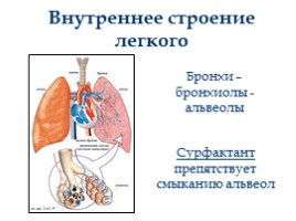 Дыхательная система, слайд 25