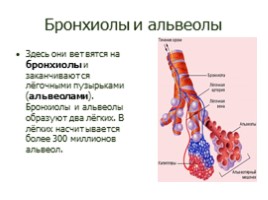 Дыхательная система, слайд 26