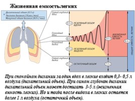 Дыхательная система, слайд 31