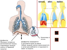 Дыхательная система, слайд 8