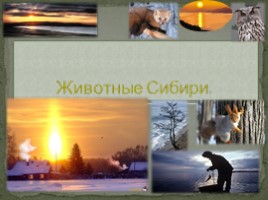 Животные Сибири, слайд 1