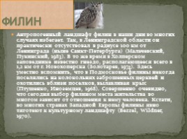Животные Сибири, слайд 11