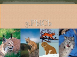 Животные Сибири, слайд 13