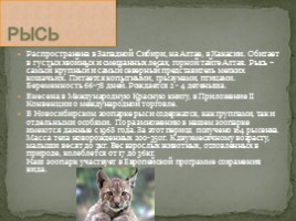 Животные Сибири, слайд 15