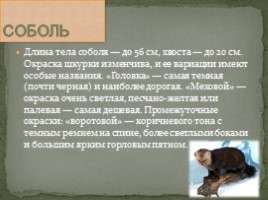 Животные Сибири, слайд 6