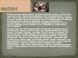 Животные Сибири, слайд 9