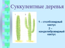 Жизненные формы растений, слайд 18