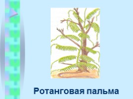 Жизненные формы растений, слайд 7