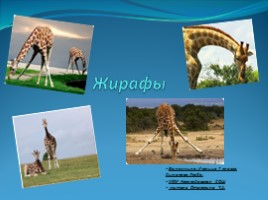 Жирафы, слайд 1