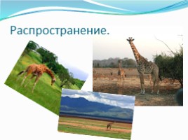 Жирафы, слайд 4