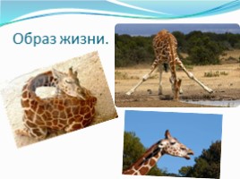 Жирафы, слайд 5