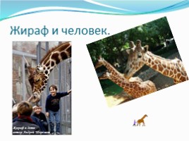 Жирафы, слайд 6
