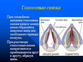 Законы физики и организм человека, слайд 17