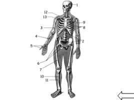 Зачёт по опорно-двигательной системе, слайд 15