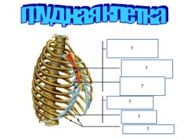 Зачёт по опорно-двигательной системе, слайд 3