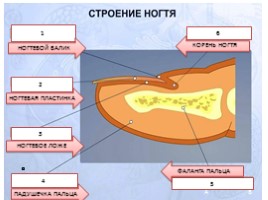 Зачёт по теме «Кожа», слайд 2