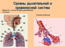 Здоровье дыхательной системы - здоровье всего организма, слайд 3