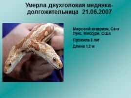 Змеи Ленинградской области, слайд 4
