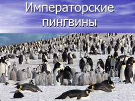Императорские пингвины, слайд 1