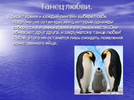 Императорские пингвины, слайд 15