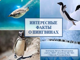 Интересные факты о пингвинах, слайд 1