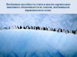Интересные факты о пингвинах, слайд 3