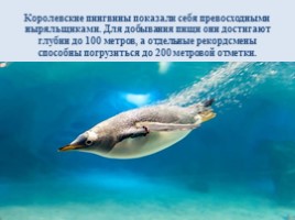 Интересные факты о пингвинах, слайд 5