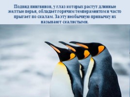 Интересные факты о пингвинах, слайд 6