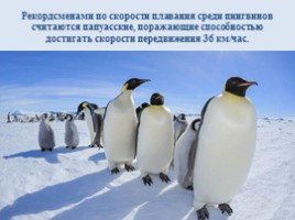 Интересные факты о пингвинах, слайд 8