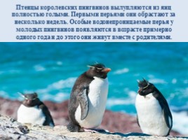 Интересные факты о пингвинах, слайд 9