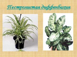 Использование фитонцидов растений для оздоровления воздуха помещений, слайд 14