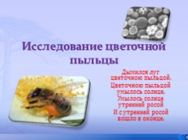 Исследовательская работа «Исследование цветочной пыльцы», слайд 1