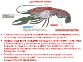 Класс Ракообразные, слайд 6